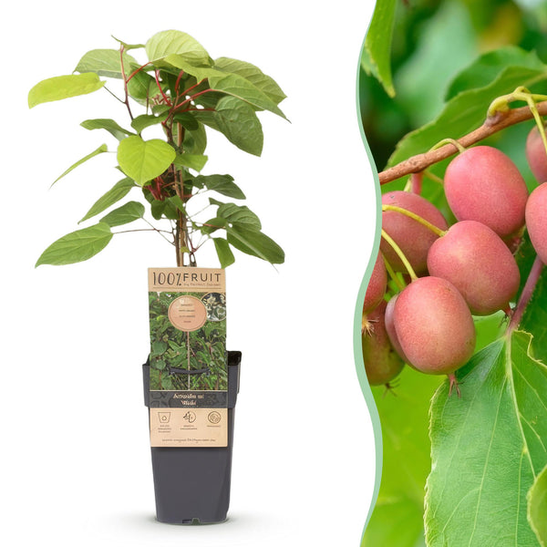 Mini-Kiwi ‚Weiki' – Actinidia arguta