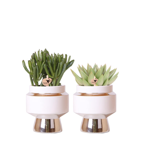 Rhipsalis – Rhipsalis