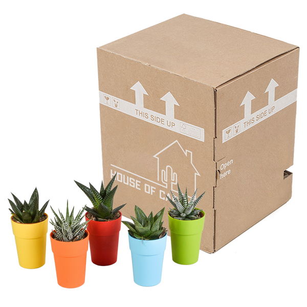 Sukkulenten-Set „Gasteria & Haworthia-Mix" – Gasterien und Haworthien – Ansicht 8
