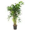 Fischschwanzpalme – Caryota mitis – Ø 24 cm · 150 cm