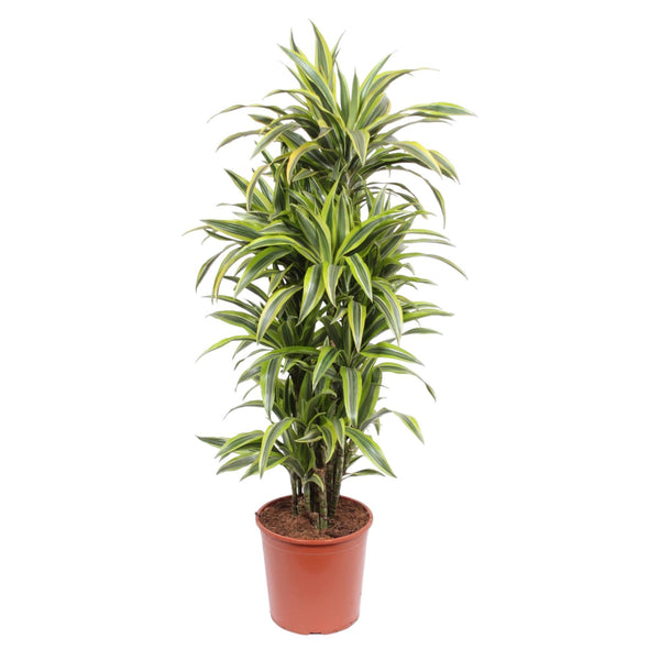 Drachenbaum ‚Lemon Lime' – Dracaena fragrans – Ø 30 cm · 150 cm