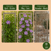 Waldrebe ‚Justa' – Clematis – Ansicht 6