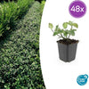 Kriechspindel ‚Dart's Blanket' – Euonymus fortunei