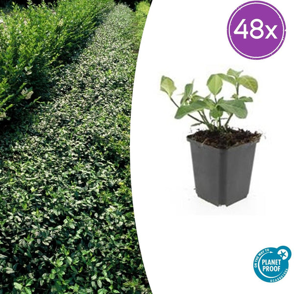Kriechspindel ‚Dart's Blanket' – Euonymus fortunei