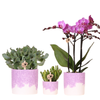 Pflanzen-Set „Bloom Purple" – Orchidee ‚Vienna' mit Grünpflanzen