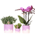 Pflanzen-Set „Bloom Purple" – Orchidee ‚Vienna' mit Grünpflanzen