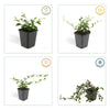 Kriechmispel ‚Major' – Cotoneaster dammeri – Ansicht 4