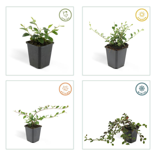 Kriechmispel ‚Major' – Cotoneaster dammeri – Ansicht 4