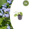 Kaukasus-Vergissmeinnicht – Brunnera macrophylla – 6 Stück
