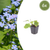 Kaukasus-Vergissmeinnicht – Brunnera macrophylla – 6 Stück