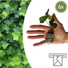 Efeu – Hedera helix