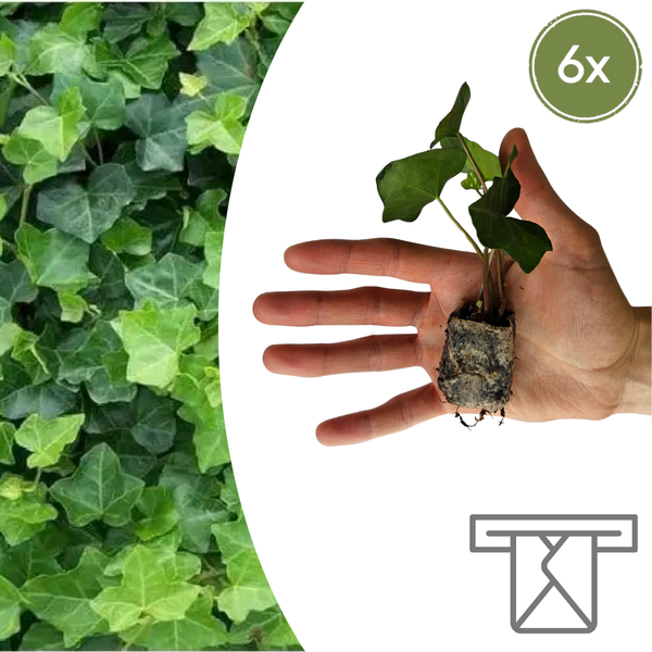 Efeu – Hedera helix