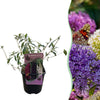 Schmetterlingsstrauch ‚Tricolour' – Buddleja davidii – Rosa, Weiß, Lila