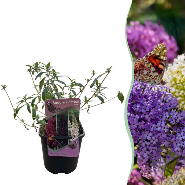 Schmetterlingsstrauch ‚Tricolour' – Buddleja davidii – Rosa, Weiß, Lila