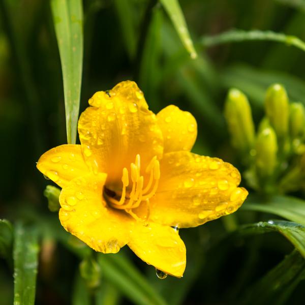 Taglilie ‚Stella de Oro' – Hemerocallis – Ansicht 8