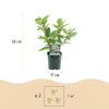 Rispenhortensie ‚Wims Red' – Hydrangea paniculata – Ansicht 3