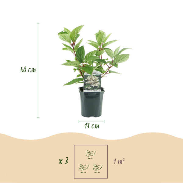 Rispenhortensie ‚Wims Red' – Hydrangea paniculata – Ansicht 3