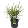 Chinaschilf ‚Strictus' – Miscanthus sinensis – Ansicht 9