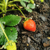 Erdbeere – Fragaria × ananassa – Ansicht 4