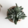 Crassula ovata ‚Tarantula' – Ansicht 4