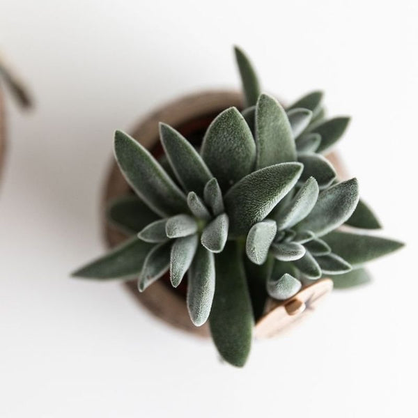 Crassula ovata ‚Tarantula' – Ansicht 4