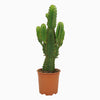 Kandelaber-Wolfsmilch – Euphorbia ingens