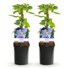 Waldrebe ‚Blue Angel' – Clematis – Ansicht 2