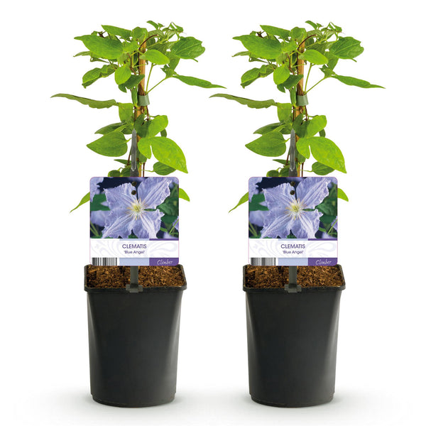 Waldrebe ‚Blue Angel' – Clematis – Ansicht 2
