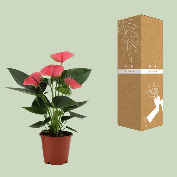Flamingoblume ‚Sweet Dream' – Anthurium andraeanum – Ansicht 5