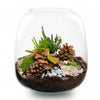 Winter-Flaschengarten-Set „Tinsel" – DIY-Terrarium mit Pflanzen