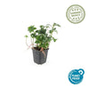 Dickmännchen ‚Green Sheen' – Pachysandra terminalis – Ansicht 3