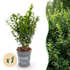 Buchsbaum – Buxus sempervirens