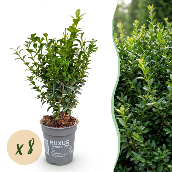 Buchsbaum – Buxus sempervirens