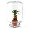 Ficus Ginseng Bonsai – Ficus microcarpa