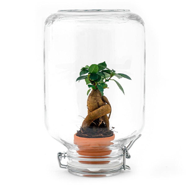 Ficus Ginseng Bonsai – Ficus microcarpa