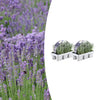 Lavendel – Lavandula angustifolia