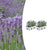 Lavendel – Lavandula angustifolia