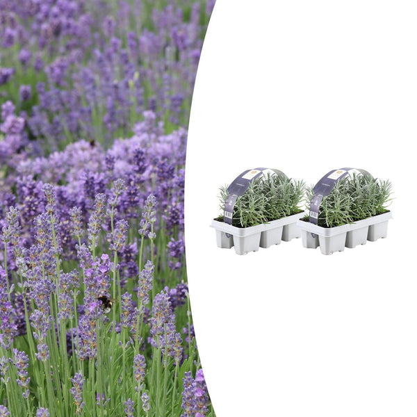 Lavendel – Lavandula angustifolia