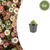 Spanisches Gänseblümchen – Erigeron karvinskianus – 6 Stück