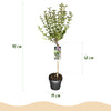 Zwergflieder ‚Palibin' – Syringa meyeri – Ansicht 3