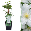 Waldrebe ‚Huldine' – Clematis