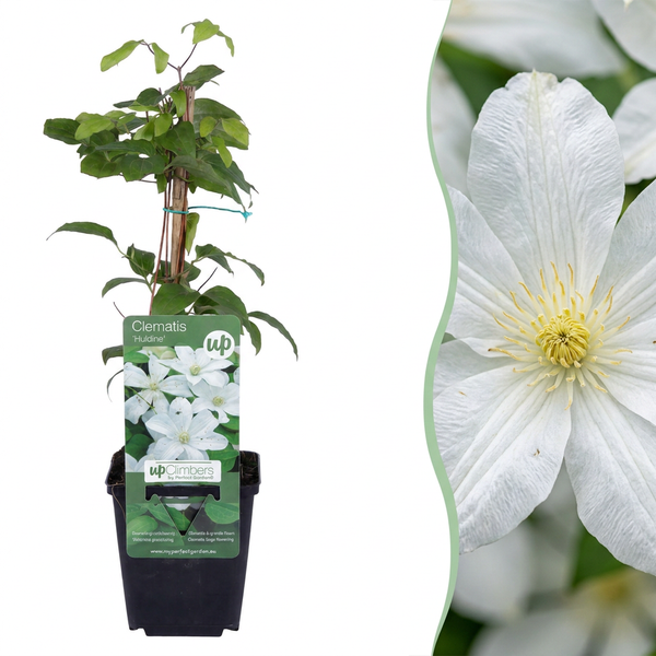 Waldrebe ‚Huldine' – Clematis