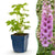 Rittersporn ‚Astolat' – Delphinium pacific – 1 Stück