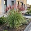 Chinaschilf ‚Red Chief' – Miscanthus sinensis – Ansicht 5