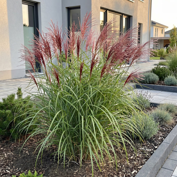 Chinaschilf ‚Red Chief' – Miscanthus sinensis – Ansicht 5