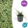 Teppich-Zwergmispel ‚Queen of Carpets' – Cotoneaster procumbens