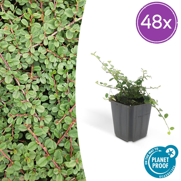 Teppich-Zwergmispel ‚Queen of Carpets' – Cotoneaster procumbens