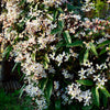 Immergrüne Waldrebe – Clematis armandii – Ansicht 5