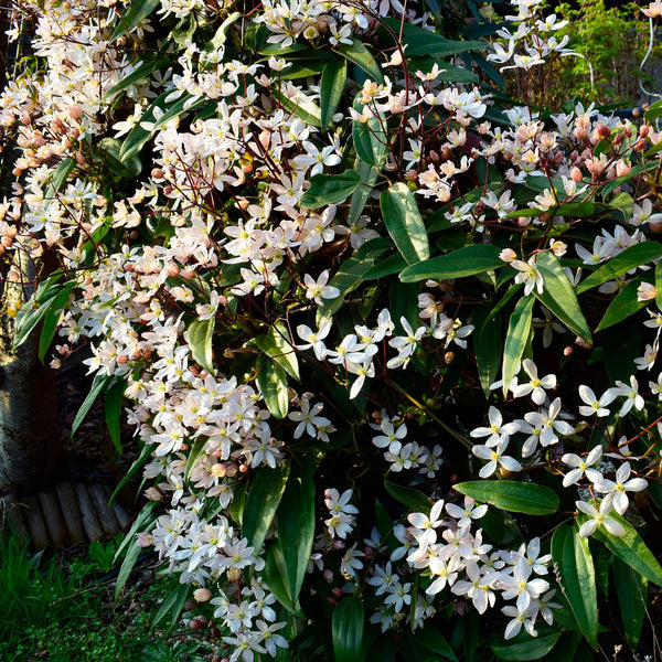 Immergrüne Waldrebe – Clematis armandii – Ansicht 5