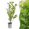 Ovalblättriger Liguster – Ligustrum ovalifolium – Ansicht 3